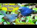 Download Lagu Suara Pikat Jongkangan BIRU ( memanggil )