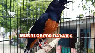 Download Burung Murai Balak 6 GACOR || pancingan Burung Murai LOYO jadi FIGHTER || kicau pidong MP3