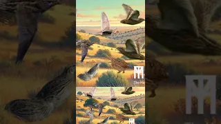 صوت فري السمان للصيد فري سمان صيد الطيور 