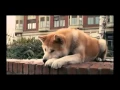Download Lagu Hachiko A Dog's Story Music Video From Movie