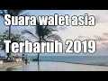 Download Lagu Suara walet asia lulus uji coba respon Maknyus