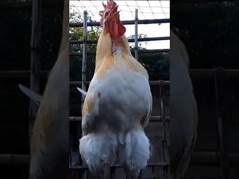 COMO CANTA UN GRAN #gallo en #shorts #feedshorts
