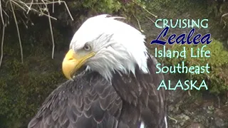 Cruising Lealea: Bears, Eagles and More Bears