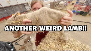 I've NEVER seen this before!! ~ Summer Lambing 2026