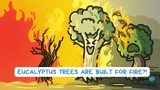 Eucalyptus Trees Are Built For Fire