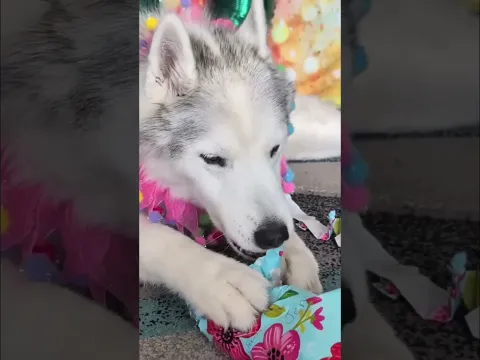 Memphis's Birthday! My Dog Opens Her Own Gifts!