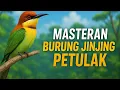Download Lagu Masteran Burung Jinjing Petulak Super Gacor, Cocok untuk Harian \u0026 Lomba