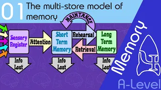 Download The multi store model of memory [AQA ALevel] MP3