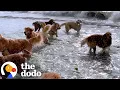 Dog Meets Up With 200 Other Golden Retrievers Once A Month The Dodo