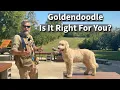 Goldendoodle Is It Right For You