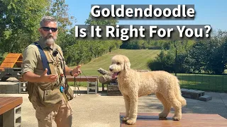 Goldendoodle Is It Right For You
