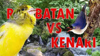 masteran kenari ngerol panjang vs rambatan nembak kasar