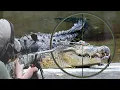Download Lagu Hunting the African Nile crocodile with snipers, Part Three
