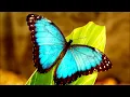 DOLLY PARTON - LOVE IS LIKE A BUTTERFLY