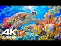 Relaxing Music The Best 4K Sea Animals for Relaxation NO ADS SEA TURTLES Swimming