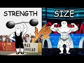 Strength Vs Size What s Better