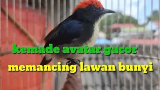 kemade kepala merah avatar gladiator gacor chim c mit