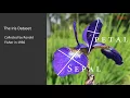 Learning Neural Networks with Tensorflow - The Iris Dataset packtpub com