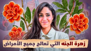 فوائد زهرة الرمان المذهلة كنز طبيعي لصحة الجسم والجمال د فجر الجميري 
