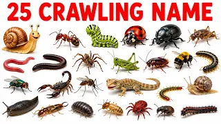 25 Crawling Animals Names for Kids | Learn 25 Crawling Animals in English