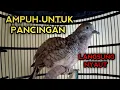 Download Lagu PANCINGAN PERKUTUT BANGKOK GACOR AGAR BUNYI BOS