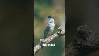 Blackcap عصفور التيان Birds Nature Birdsounds Wildlife لبنان الجزائر المغرب تونس مصر ليبيا 