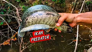 PREDATOR AIR TAWAR