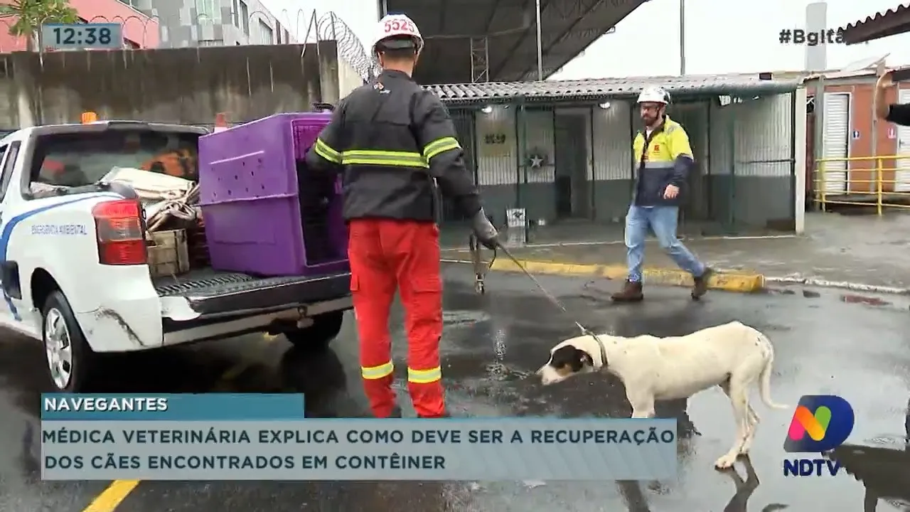 Cães encontrados em contêiner já estão em recuperação
