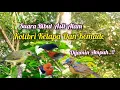 Download Lagu Suara Pikat Kolibri Kelapa Ribut Kombinasi Kemade Ribut Paling Ampuh