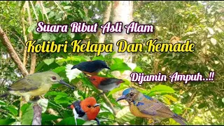 suara pikat kolibri kelapa ribut kombinasi kemade ribut paling ampuh