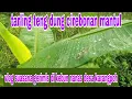 Download Lagu tarling teng dung Cirebonan terbaru
