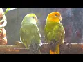Download Lagu Lovebird's Sounds - Lovebird Roseicollis - Orange-Head \u0026 Orange-Faced