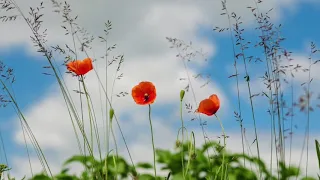 سورة التوبة من الآية 27 إلى الآية 31 مكررة سبع مرات الشيخ ماهر المعيقلي 