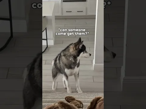 Bunnies are a no go in this house #dogsofyoutube #dog #dogs #husky #goldenretriever #puppy