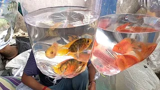Colour Fish Aquarium Fish