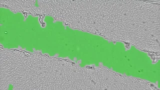 C6 scratch assay wound healing assay time lapse - CytoSMART Lux2