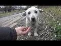 Download Rescue of a Scared Homeless Dog with a Broken Heart mp4 3gp mp3 videos - waplic