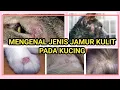 Download Lagu JENIS JAMUR KULIT PADA KUCING