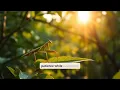 Dream of Seeing a Praying Mantis - Meaning Interpretation