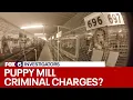 Wisconsin puppy mill could face criminal charges FOX6 News Milwaukee