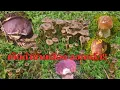 Download Lagu เห็ดมันปูดำขาเหลืองออกแล้ว!!  เห็ดผึ้งหวานดอกงามๆ #เก็บเห็ดต่างแดน 