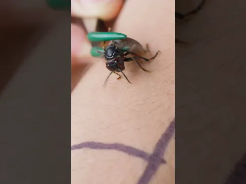 Sting zone with the yellow-vented hornet!