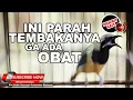 Download Lagu #1 🔴 Cucak Cungkok Gacor Tembakan Pedas Di Telinga❗️