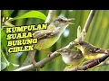 Download Lagu KICAUAN BURUNG CIBLEK ORIGINAL DI ALAM LIAR 