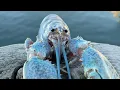 Download Lagu Blue Lobster jumpscare 4k meme