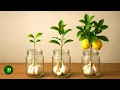 Lagu Just garlic. A lemon branch will take root quickly and bear fruit like crazy