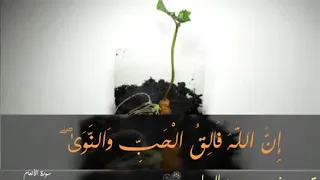 سورة الأنعام الآية 95 99 