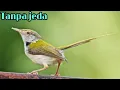 Download Lagu Suara prenjak lumut betina memanggil jantan