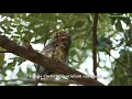 悪魔の鳥を探して | ウラマー