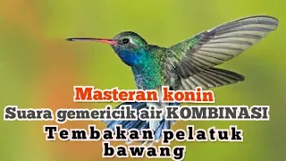 masteran konin kolibri ninja tembakan pelatuk bawang ii jeda akurat